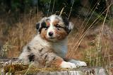 BERGER AUSTRALIEN PUPPIES 862